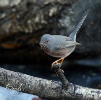 /album/proven%c3%a7aalse-grasmus/proven%c3%a7aalse-grasmus%28sylvia-undata%29dartford-warbler-curruca-rabilargo-b-jpg-jpg/